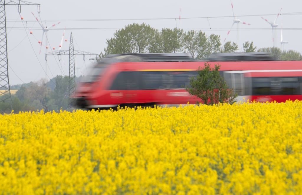 Eine Regionalbahn fährt an einem blühenden Rapsfeld vorbei.