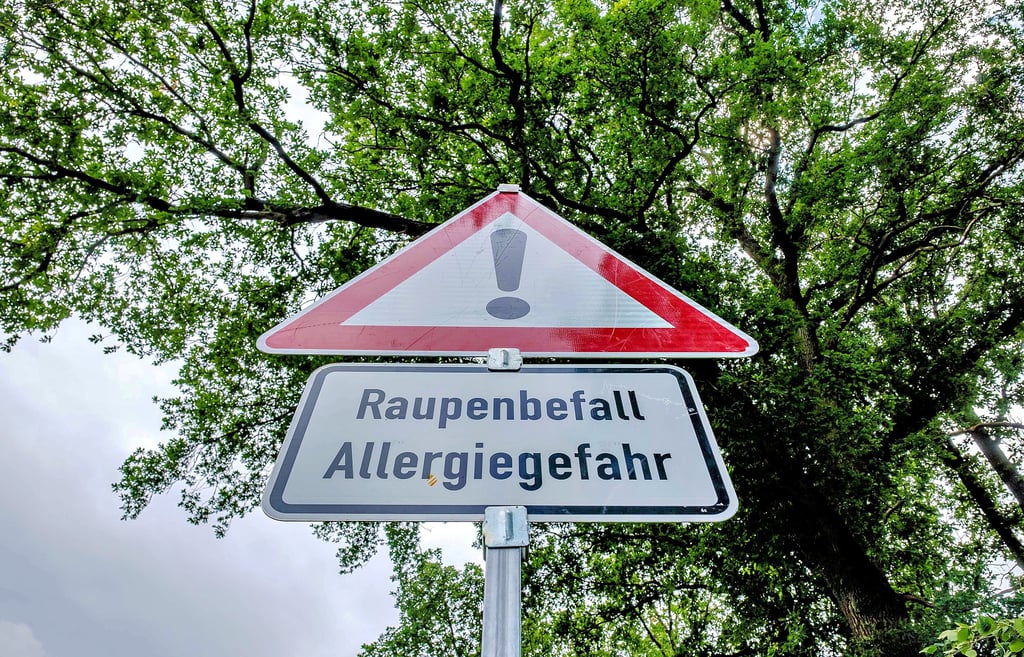 In Jeber-Bergfrieden und auch anderen Orten weisen diese Schilder auf die drohende Gefahr des Eichen-Prozessionsspinners hin.