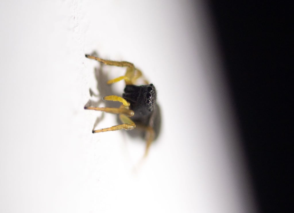 Eine Springspinne sitzt an einer Wand.