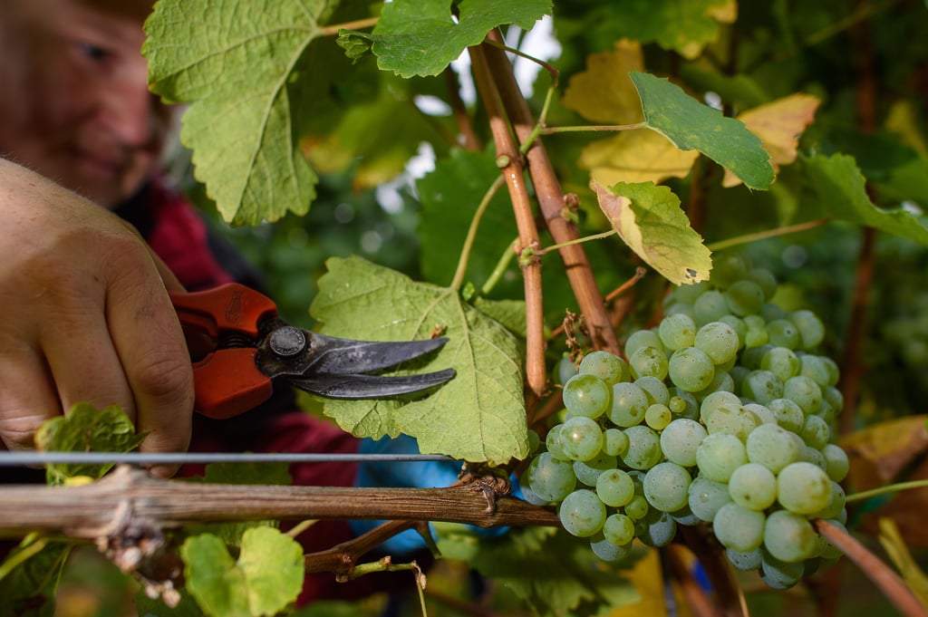 Ein Mitarbeiter bei der Lese: Die Frostnächte im Frühjahr und die Trockenheit mindern die Erträge der Weinbauern.