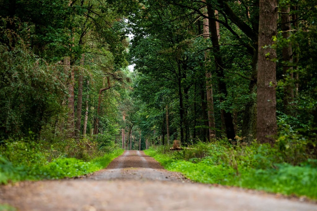 Ein Radweg verläuft durch den Wald.