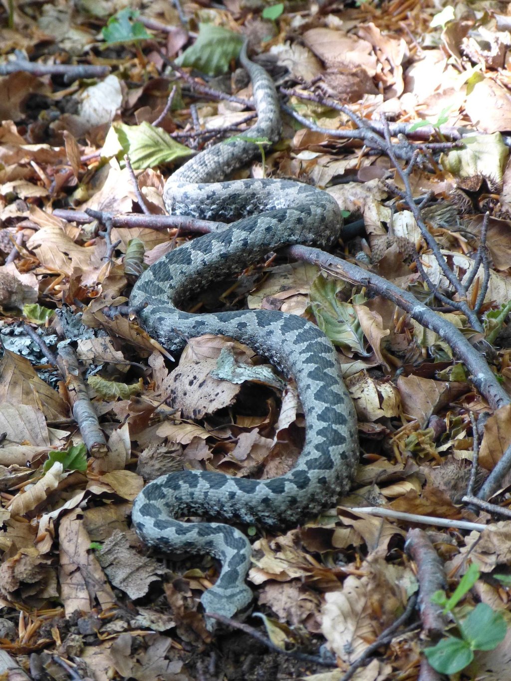 Die Hornviper gehört zu den gefährlichsten Schlangen in Europa. (Archivbild)