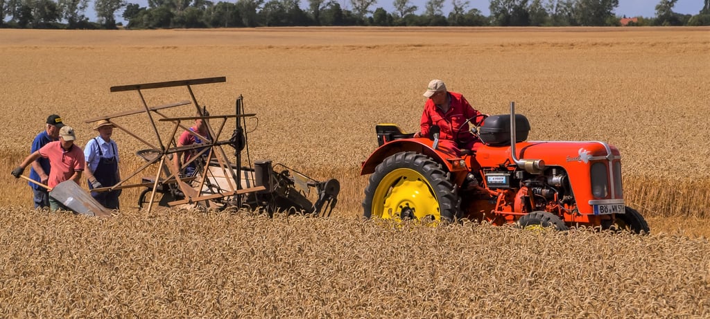 Willi Kemmer zieht mit seinem Traktor den historischen Mähbinder der Marke Fahr über den Acker bei Blumenberg. Die Freunde alter Tratoren und Landtechnik Hohendoeleben haben für das Landes-Erntedankfest geerntet.