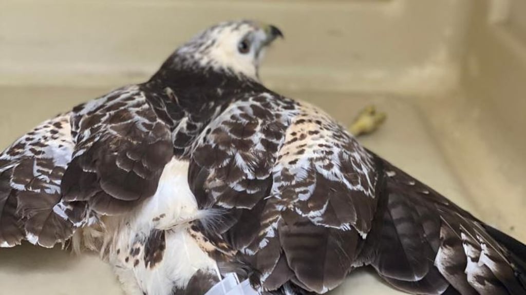 Der Bussard kann bald wieder fliegen.