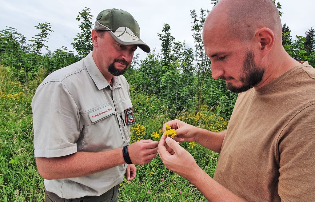 Der Forstbetrieb Oberharz - hier im Bild Revierförster Tom Hartung (l.) - arbeitet unter anderem mit Stephan Koppelin zusammen. Der Imker setzt seine Honigbienen gezielt ein, um die Naturverjüngung zu fördern. Das hat nicht nur waldbauliche Vorteile. Die Fauna insgesamt gewinnt dadurch.