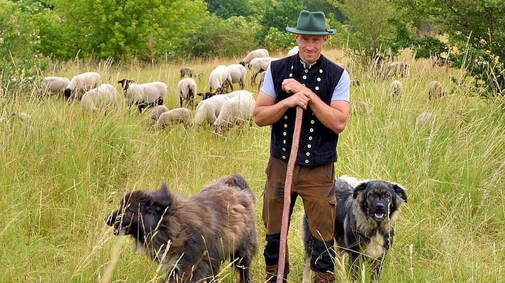 Behütet von den Herdenschutzhunden lässt Christian Kruse seine Schafe am Wartberg weiden.