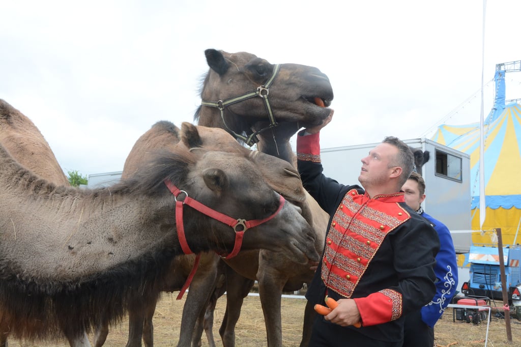 Wenn Giuliano Köllner mit Möhren in der Hand nach den Dromedaren und Kamelen ruft, lassen diese nicht lange auf sich warten. Die Tiere liegen der Circus-Familie sehr am Herzen.