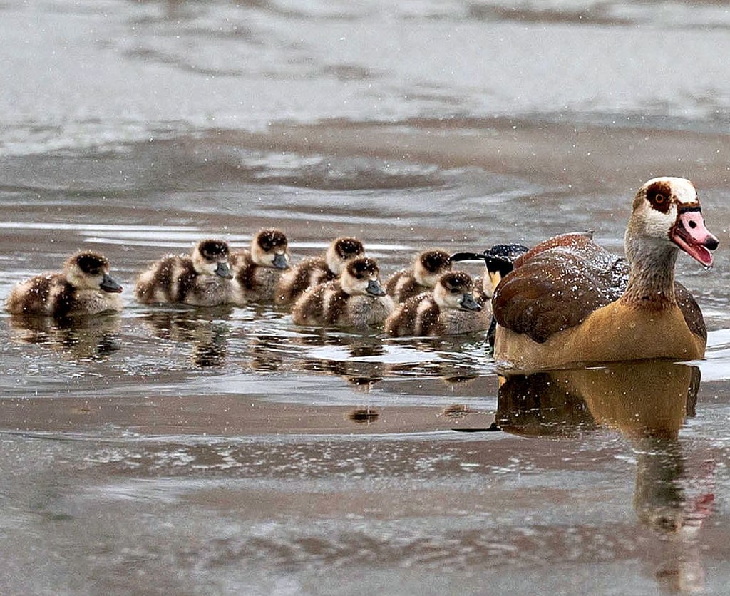 Die afrikanische Nilgans breitete sich ausgehend von Gefangenschaftsflüchtlingen, von den Niederlanden kommend, in Mitteleuropa aus.
