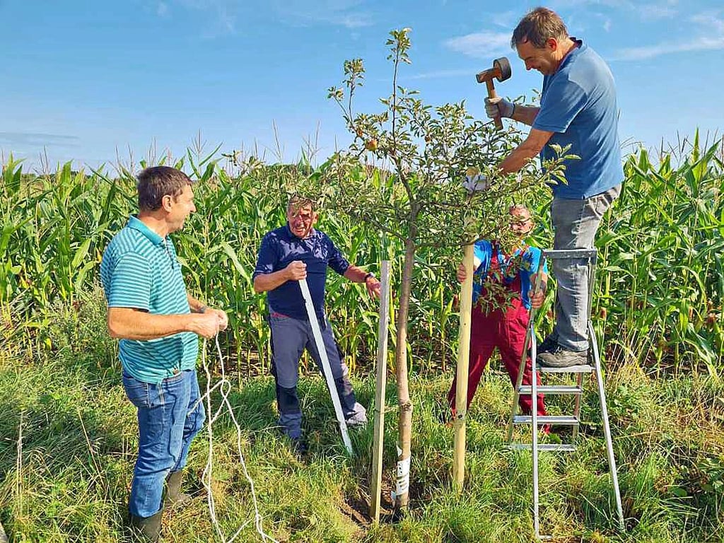 Die Pfähle zur Stabilisierung der Obstbäume wurden eingeschlagen und neu gebunden. Foto: Marco Herbort