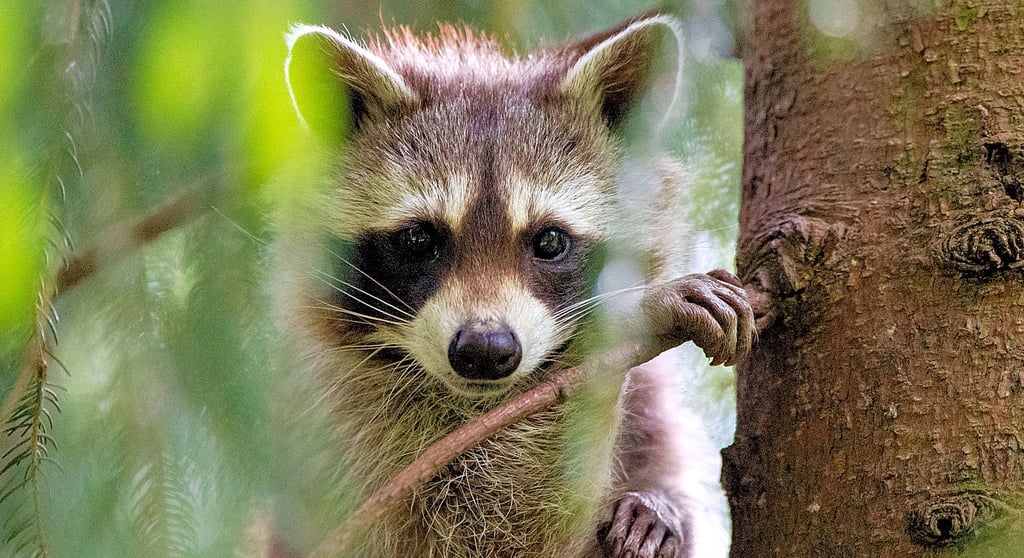 Alle in Europa vorkommenden Waschbären gehen auf Tiere zurück, die im 20. Jahrhundert aus Pelztierfarmen und Gehegen entkamen oder ausgesetzt wurden.
