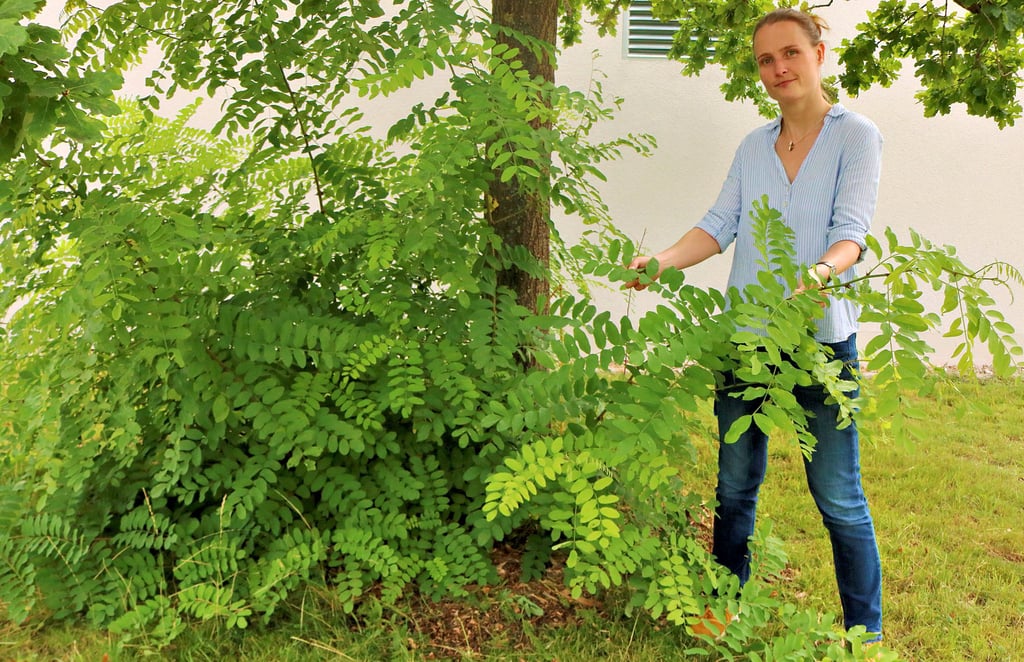 Diplombiologin Antje Kautzner zeigt eine Robinie, die unter einem einheimischen Baum ? einer Eiche ? wächst. Robinien kamen vor etwa 400 Jahren nach Europa.
