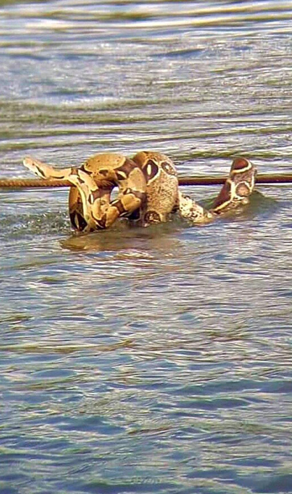Eine Königsschlange, lat. Boa constrictor, schlängelte sich in der Elbe bei Breitenhagen an einem Fährseil.