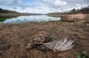 Am Ufer des Penuelas-Sees liegt nach einer Dürre ein toter Vogel. Der Weltklimarat führt die Folgen der menschengemachten Erderwärmung in seinem neuen Bericht drastischer vor Augen als je zuvor.