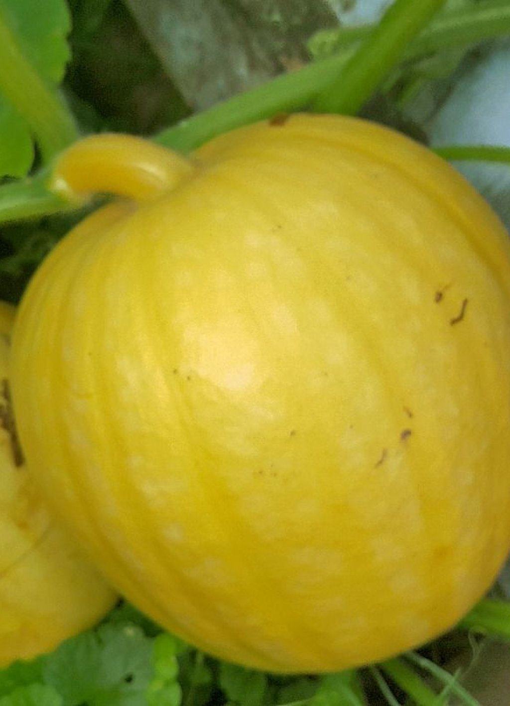 Einer der Speisekürbisse im Garten von Hella Vocke.