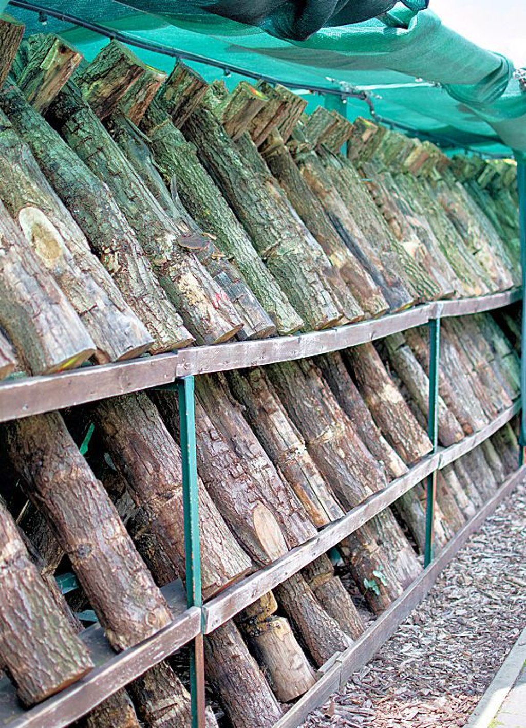 An diesen Stämmen wachsen Pilze.