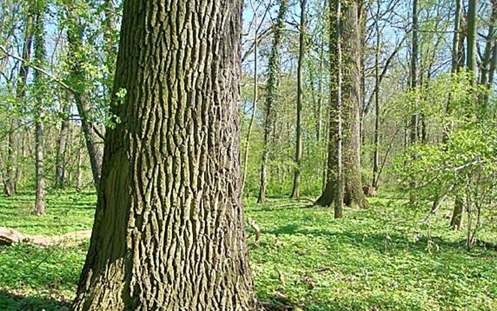 Alte Eichen finden sich etwa auf der Nordspitze der Peißnitz.