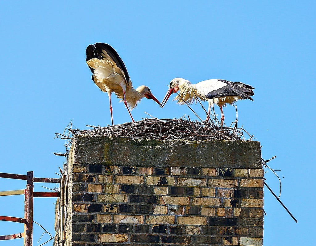 Ein Bad Dürrenberger Storchenpaar in ihrem Nest auf einem Schornstein am Landhotel.
