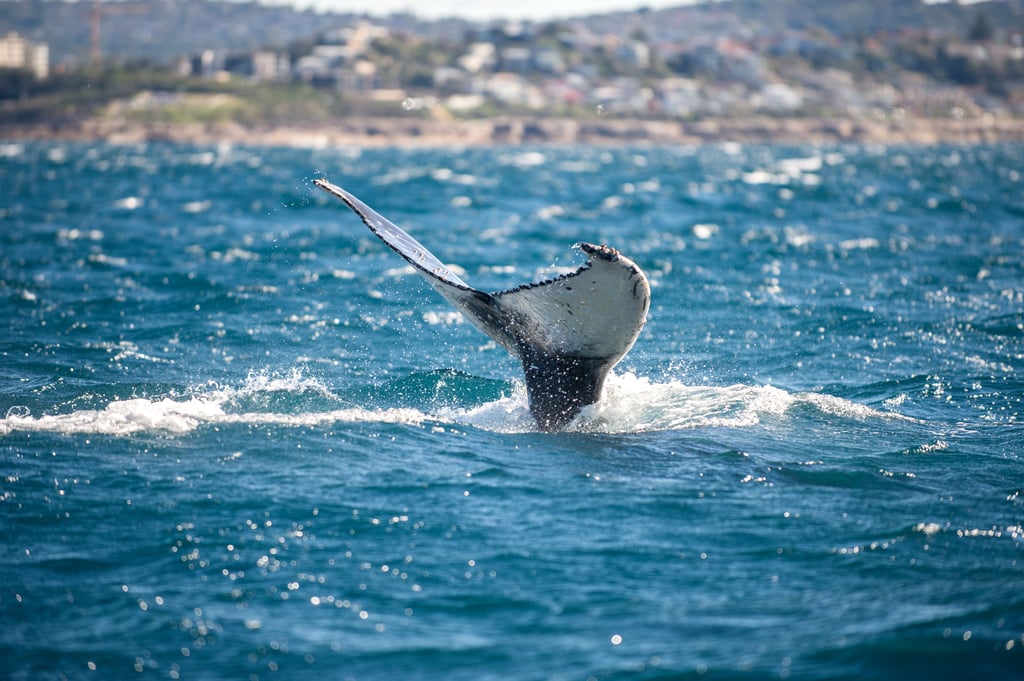 Die Schwnazflosse eines Buckelwals (Megaptera novaeangliae) ragt vor der Küste Australiens aus dem Wasser.