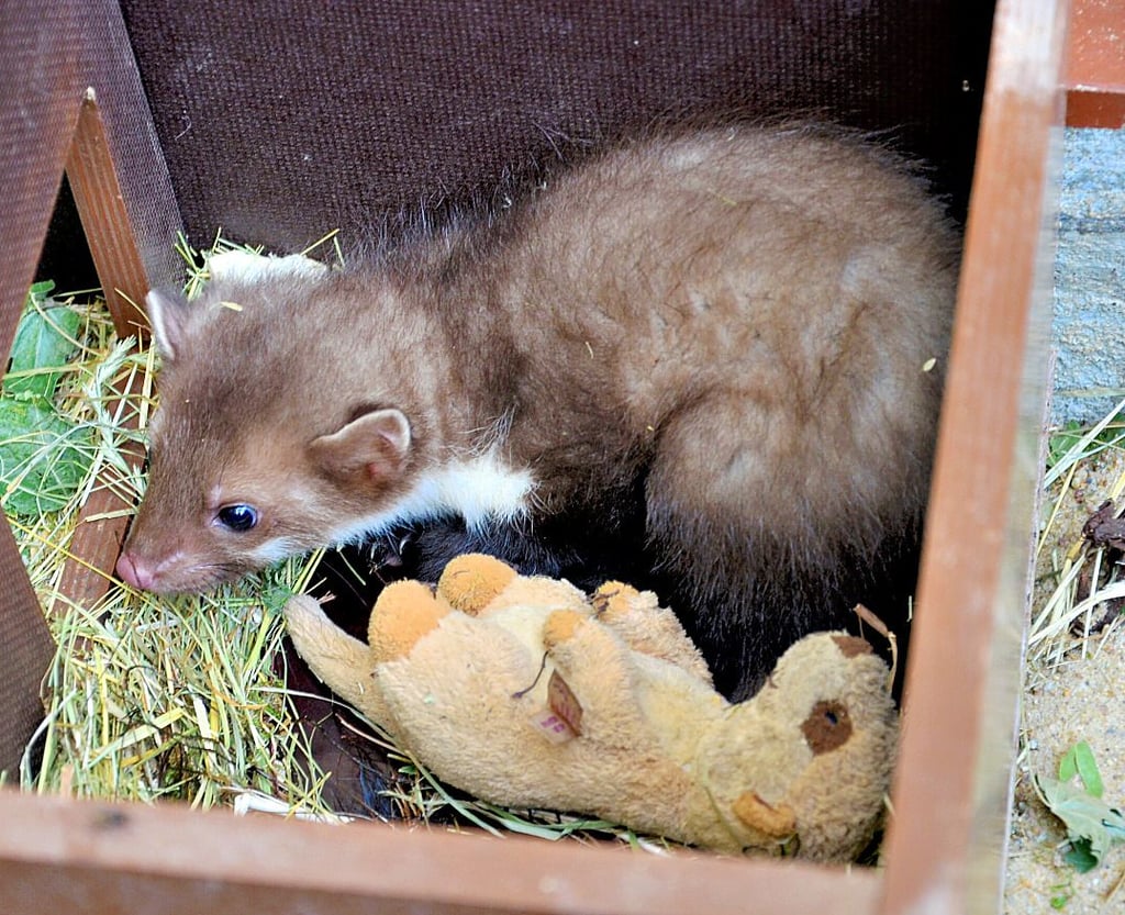 Der kleine Steinmarder hat zum Kuscheln ein Plüschtier bekommen, auch wenn es seine Mama nicht ersetzen kann.