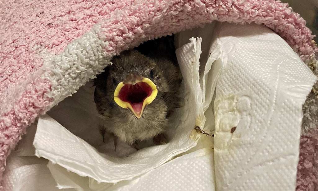 Das Spatzenküken ist derzeit das einzige Fundtier, das direkt im Tierpark Thale aufgepäppelt wird.