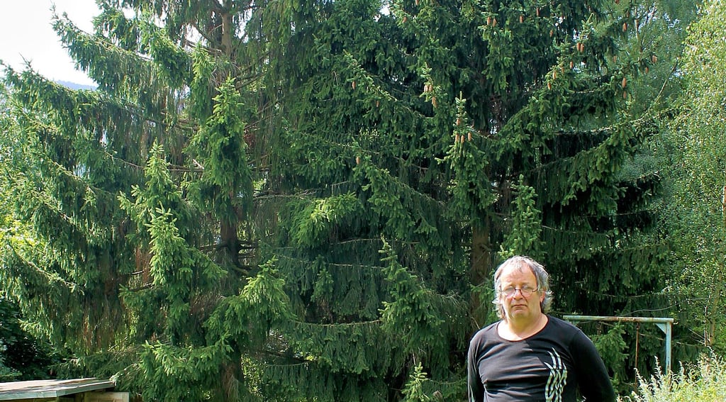 Wie Zwillinge stehen die beiden Fichten im Garten von Thomas Just in Ilsenburg. Der Baum rechts ist die Brockenfichte.