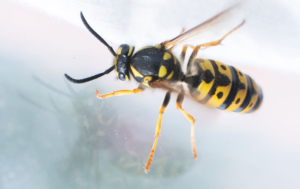 Wespen wollen auch nur was essen - und wirken daher gerade im August etwas aggressiver.