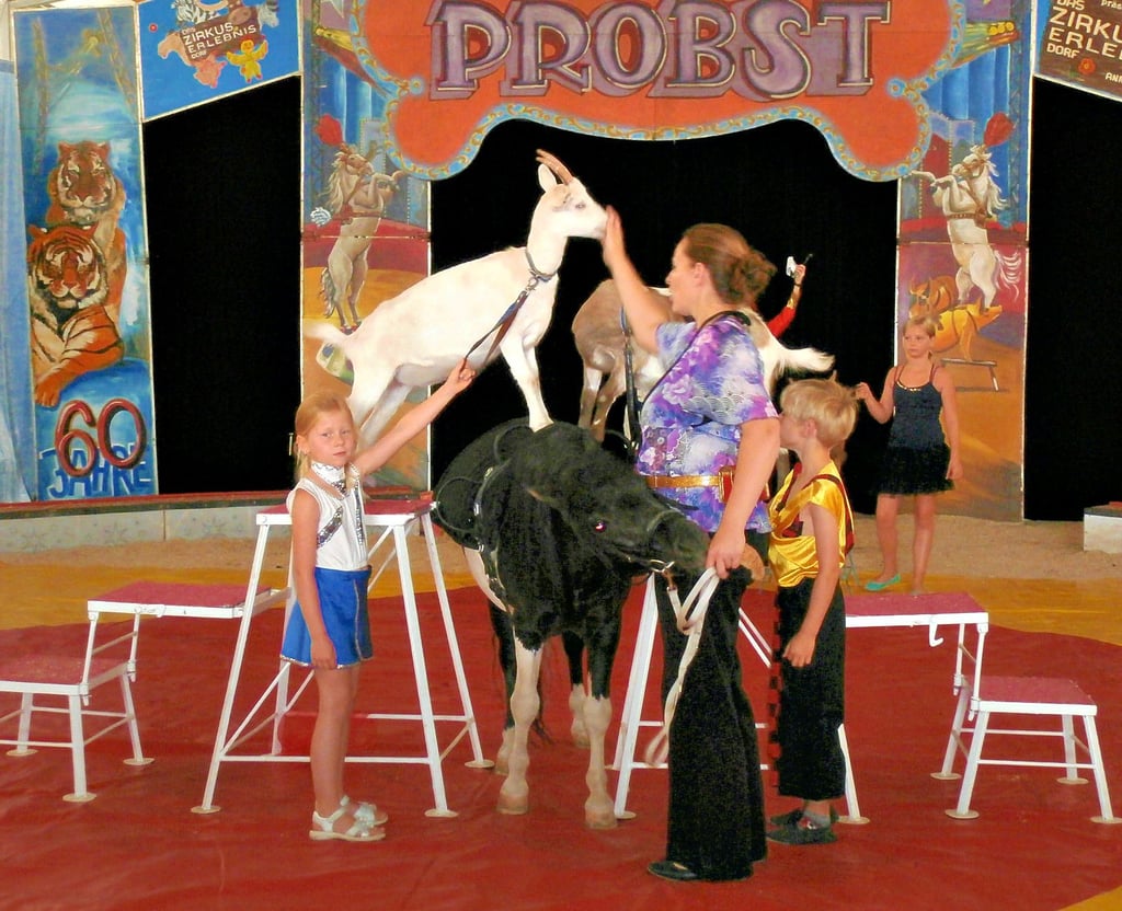 Emilia und Gene übten mit Hilfe von Christina Clasen erfolgreich eine Ziegennummer mit Elsa und Anna ein.