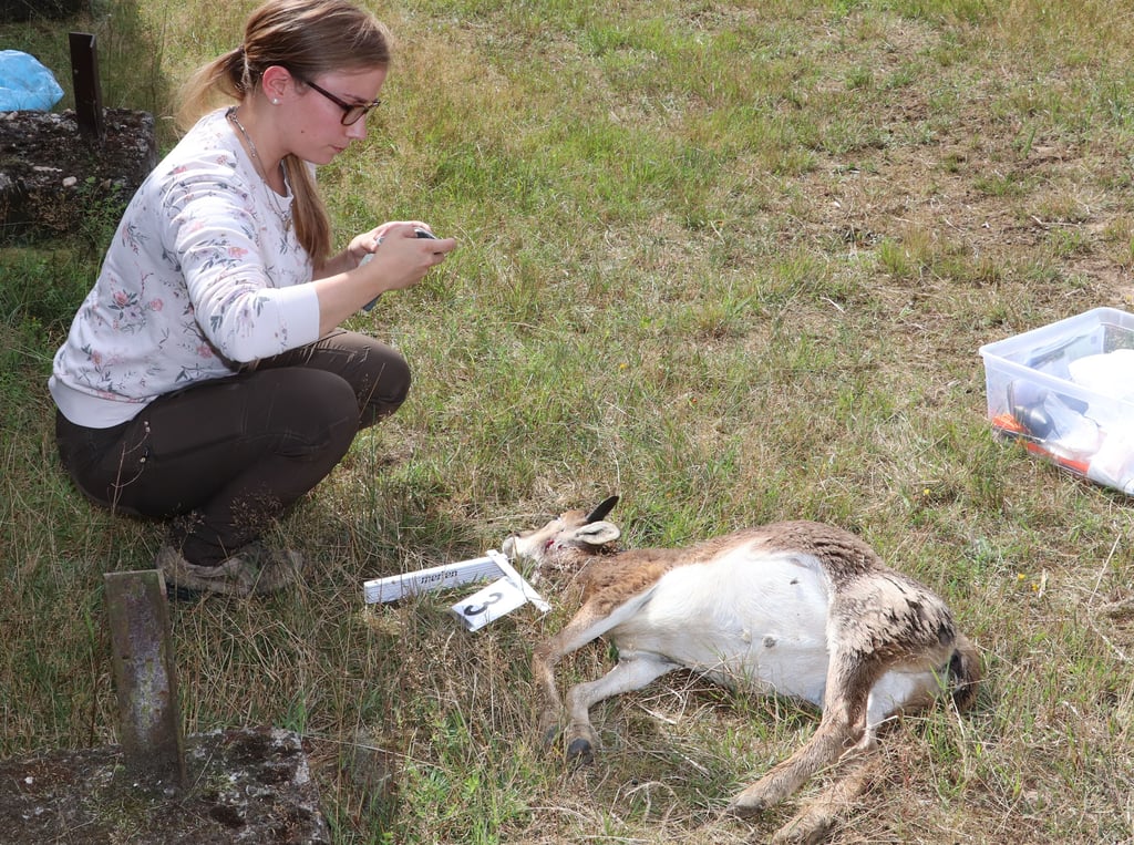 Julia Kamp vom Wolfsinzidenzzentrum dokumentiert eines der acht getöteten Wildschafe.