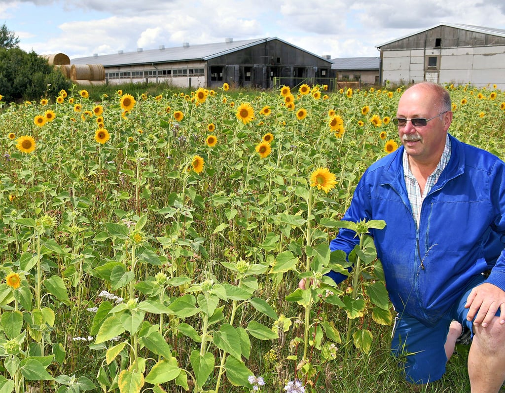 Wieland Reich vor der Blühwiese, die er vor den Ställen am Wuster Ortsrand angelegt hat.