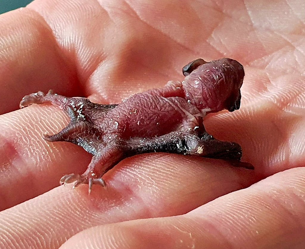 Diese winzige Fledermaus war erst wenige Stunden alt. Sie bekam Spezialmilch, doch hat es am Ende nicht geschafft.