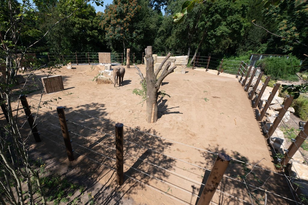 Elefanten stehen in einer neuen Außenanlage im Zoo Dresden.