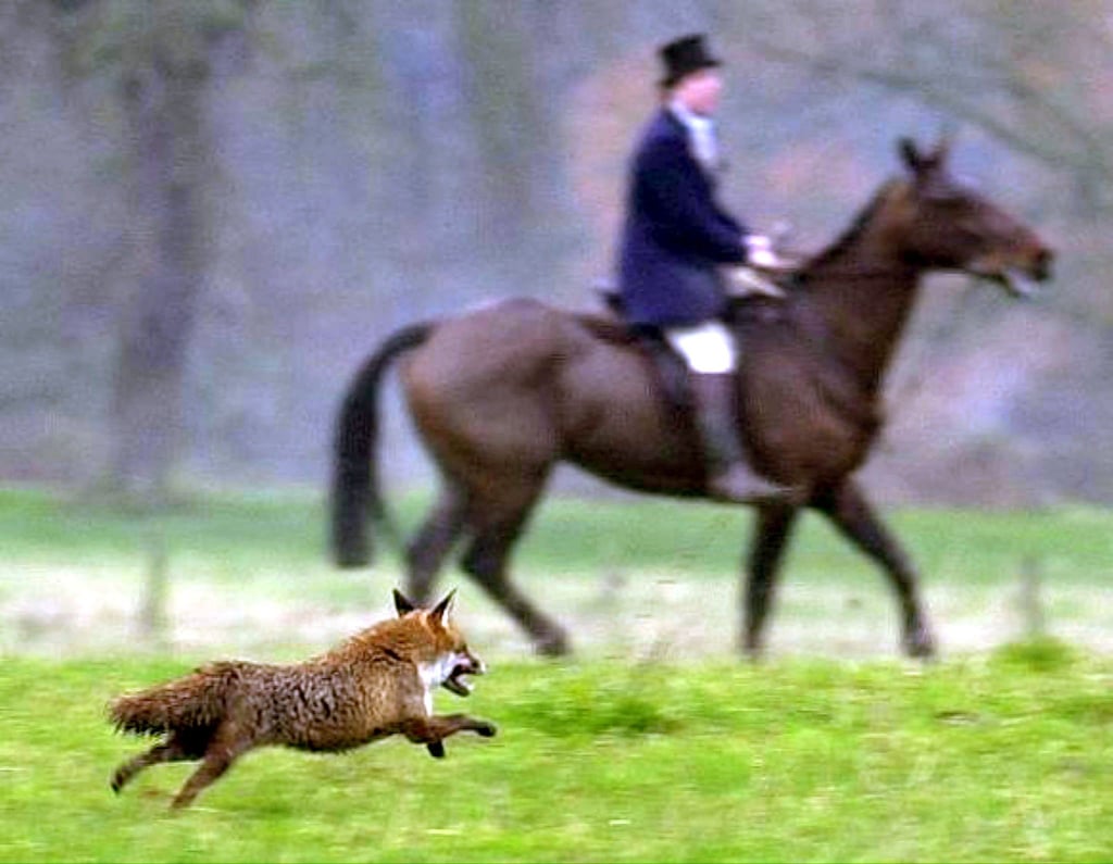 Ein Fuchs läuft im Dezember 2000 an einem Reiter der Jagdgesellschaft des Herzogs von Beaufort nahe Shipton Moyne vorbei.