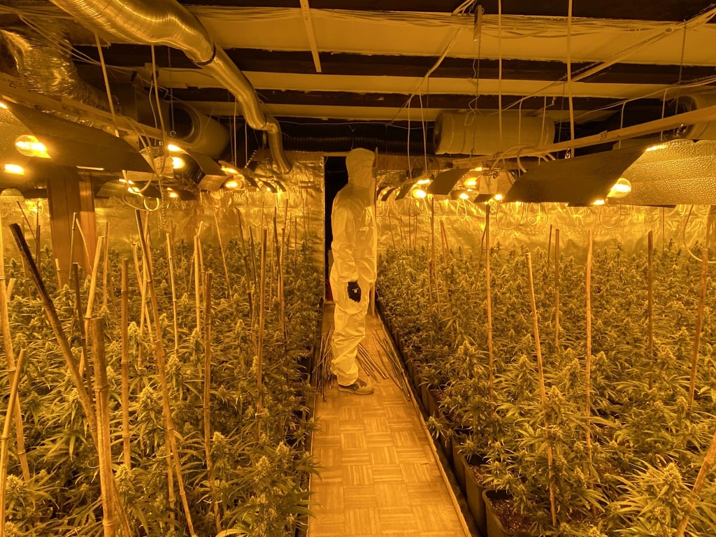 Aufnahmeort und -datum unbekannt: Eine Indoor-Plantage mit Cannabispflanzen.