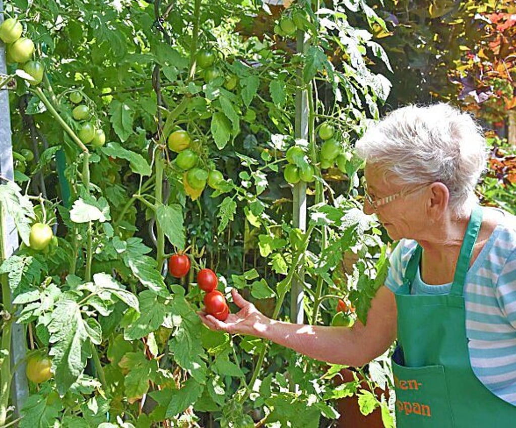 Zwei Meter messen die Tomatenpflanzen mit Namen „Himmelsstürmer“.