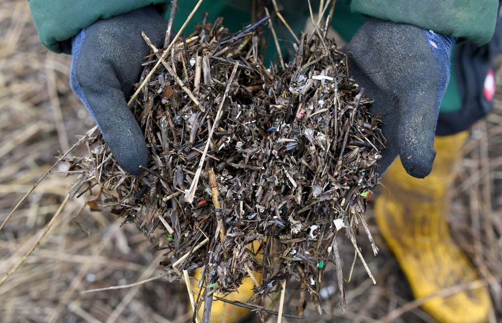 Kleine Plastikteilchen und Treibsel zeigt ein städtischer Arbeiter auf einem Uferstreifen der Schlei.