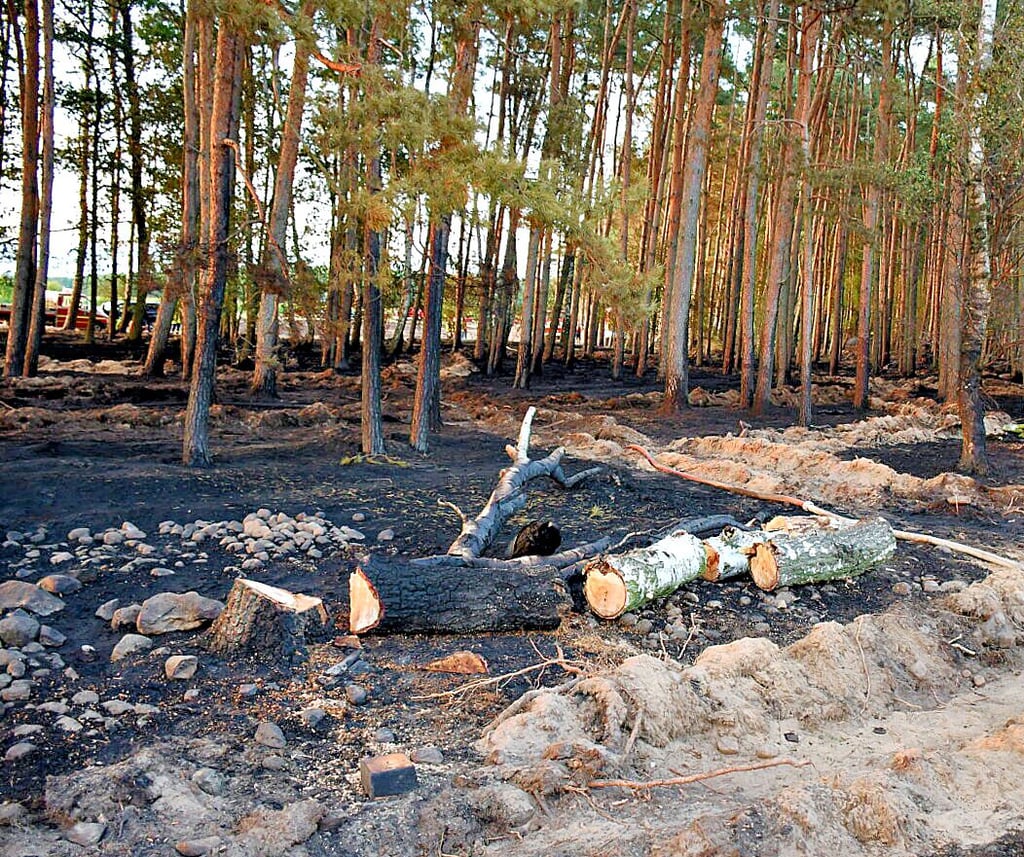Das Feuer hat im Waldboden großen Schaden angerichetet, etliche Bäume werden wohl nicht überleben.
