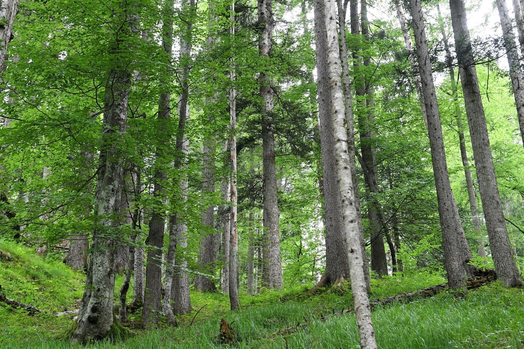 Bäume eines Waldes sind zu sehen.