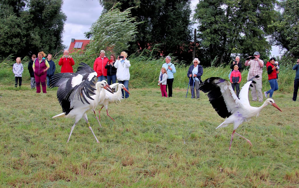 Acht Adebare wurden am Dienstag bei Loburg ausgewildert. Wenn sie sich gestärkt haben, treten sie ihren Weg in den Süden an. Altstörchin „Sonja“ wird per Mini-Sender regelmäßig Urlaubsgrüße nach Loburg schicken.