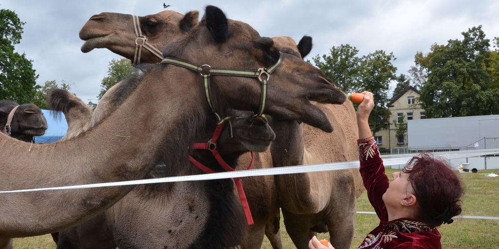 Möhrchen an der Masche: Circus-Chefin Liane Weisheit-Köllner füttert die Dromedare auf dem Haldensleber Festplatz. Zum ersten Mal ist die Circus-Familie seit Ausbruch der Corona-Pandemie wieder auf Tour.