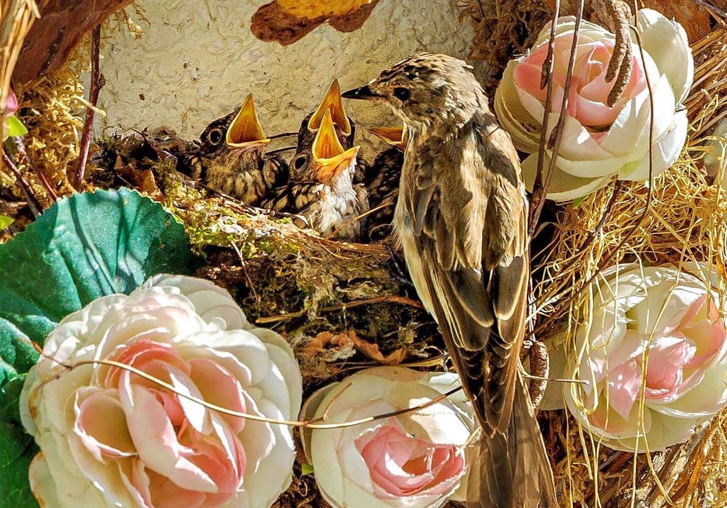 Ein Vogel hat sich am Südwall in Stendal ein Nest gebaut. Doch um was für eine Art handelt es sich dabei?