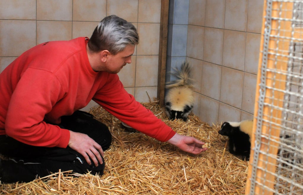 Zootierpfleger Jonathan Kludt füttert die beiden Stinktiere Ivanka (ganz rechts) und Donald.