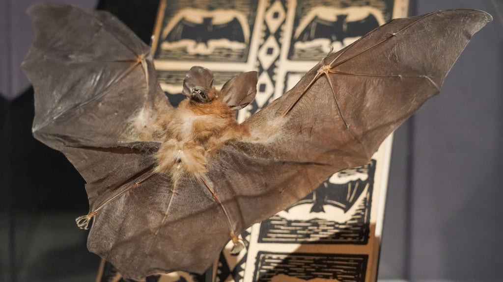 Wer mehr über die Fledermaus erfahren möchte, kann dies bei verschiedenen "Batnights" in den nächsten Tagen in Sachsen-Anhalt machen.