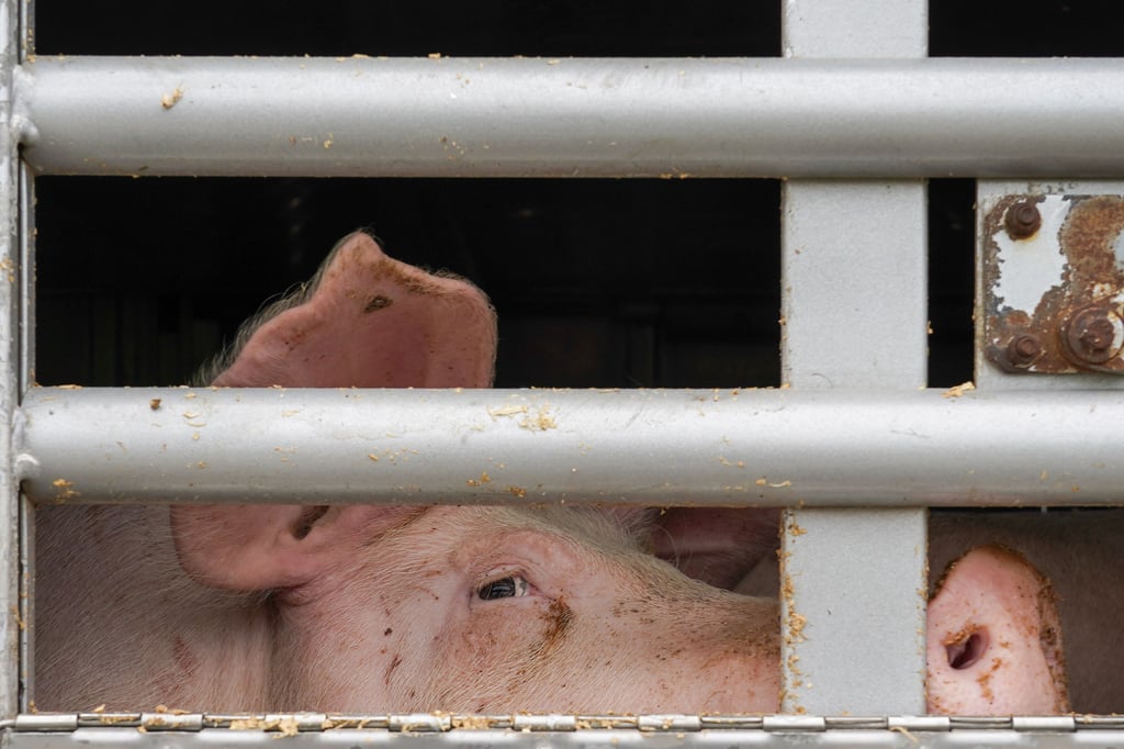 Ein Schwein schaut aus einem Transporter.