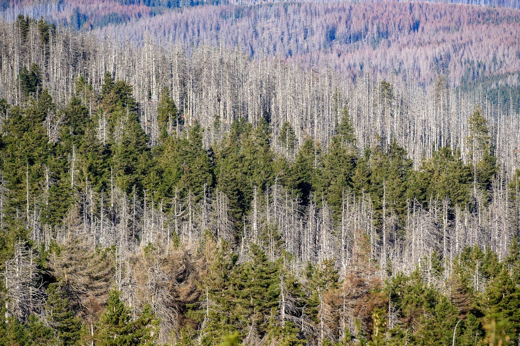 Ein Waldstück mit abgestorbenen Fichten an den Hängen des Brockens. Der Nationalpark Harz hat seit heute einen neuen Chef.