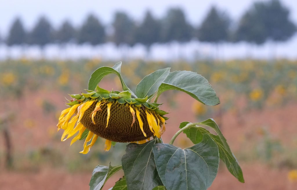 Verblühte Sonnenblume auf einem Feld in Nordsachsen. In den kommenden Tagen wird wechselhaftes Wetter erwartet.