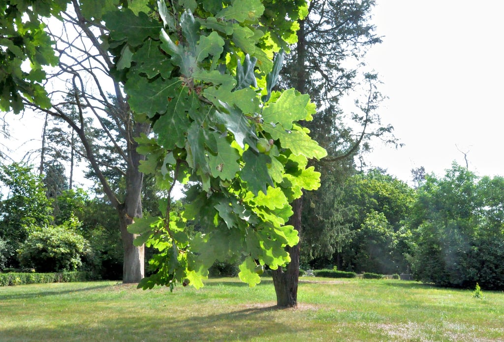 Der Gardelegener Friedhof: Verstorbene werden auf der grünen Wiese bestattet, wenn es beispielsweise keine Angehörigen mehr gibt. Dann kommt die Stadt für die anfallenden Kosten auf.