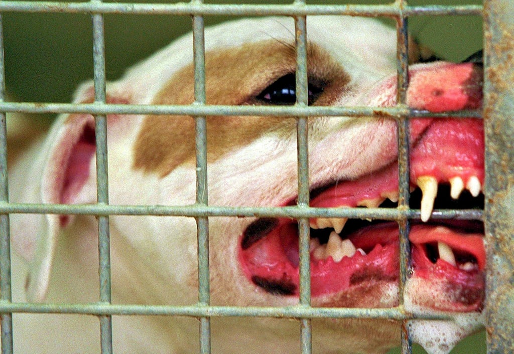 Ein Pitbull im Tierheim: Auch in Calbe soll es sich bei einem der bissigen Hunde um einen Listenhund dieser Rasse gehandelt haben. Die Vierbeiner wurden der Halterin nach dem erneuten Angriff entzogen ? vorerst.