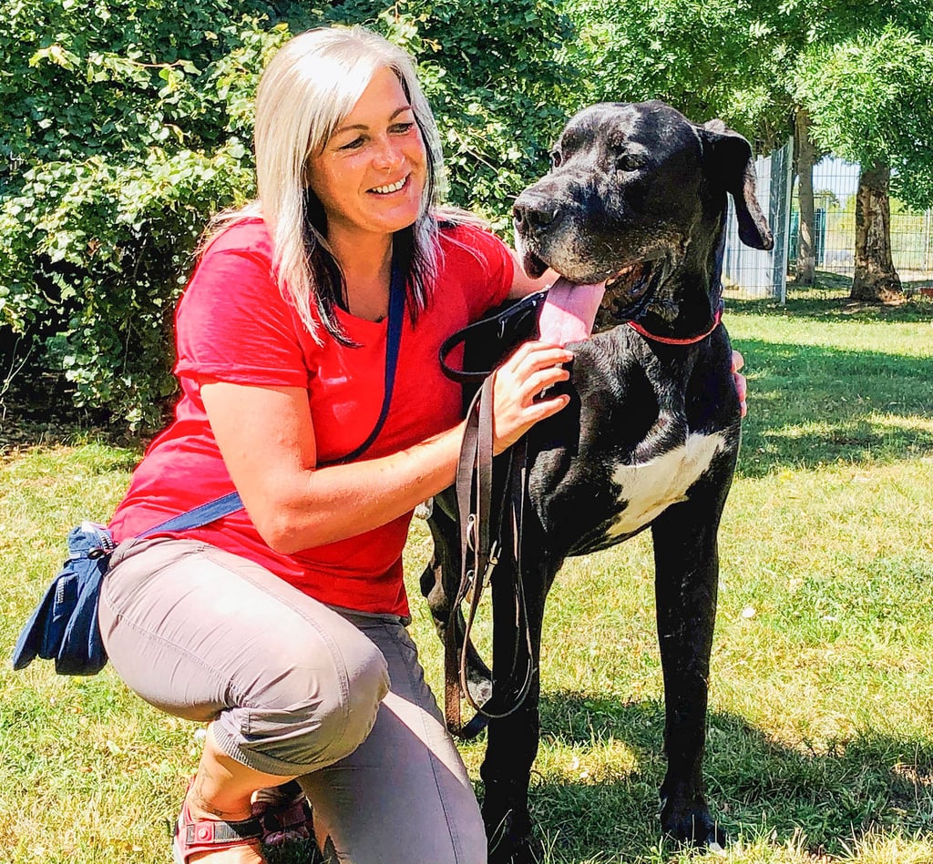 Tierheim-Leiterin Rasa Zacharias streichelt die acht Jahre alte Dogge Sammy. Nachdem diese einen kleinen Hund gebissen hatte, lieferte der Besitzer nicht den nötigen Sachkundenachweis zur Haltung. Wegen dieser Kosten und seines hohen Alters hat der seit einem halben Jahr im Tierheim lebende Sammy nur geringe Vermittlungschancen.
