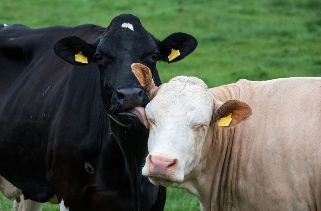 Die Haltung von Milchkühen hat sich in den vergangenen Jahrzehnten stetig verbessert.