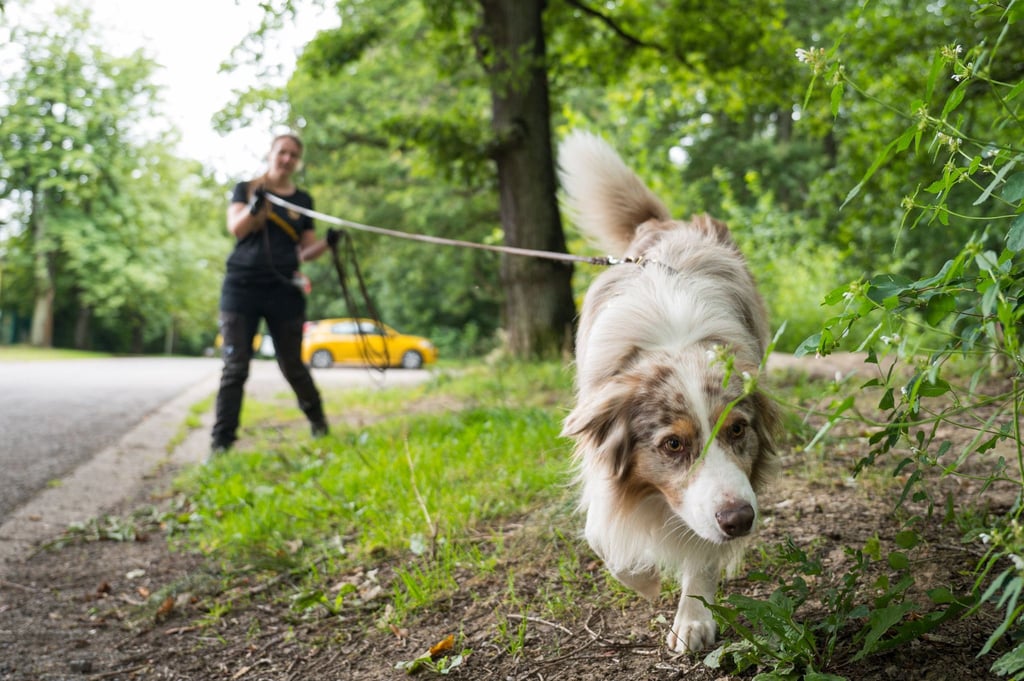 Australian-Shepherd-Rüde "Toni" führt Corinna Speicher an der lange Leine auf der Fährte eines anderen Hundes.